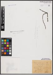 Foto von Salix aurita L. x Salix repens L.